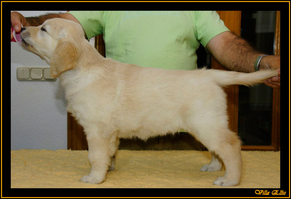 comprar golden retriever villa ellie